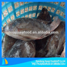 Chinese supplier export frozen gutted & scaled tilapia fish